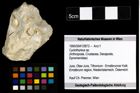 Foto (Objekt + Etiketten) von Cyclothyreus sp. 